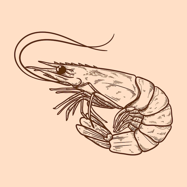Нарисованная рукой иллюстрация контура креветки