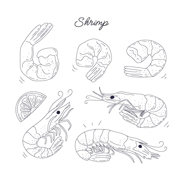 Free vector hand drawn shrimp  outline illustration