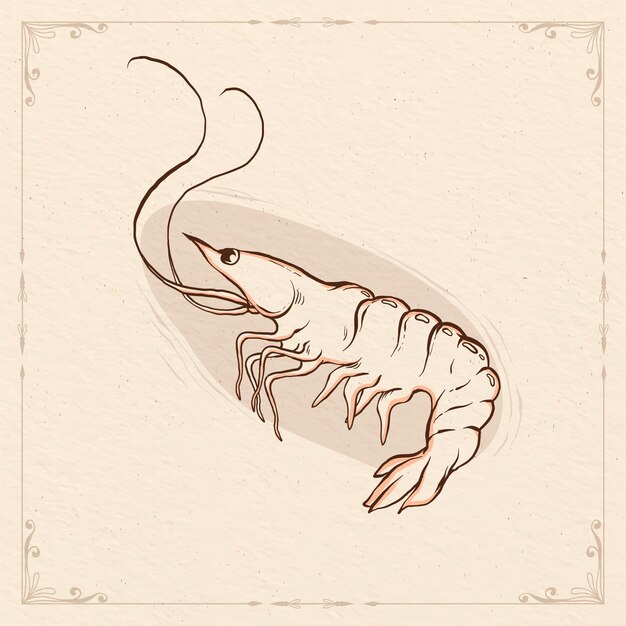 Hand drawn shrimp  outline illustration