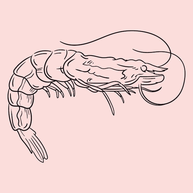 Free vector hand drawn shrimp  outline illustration