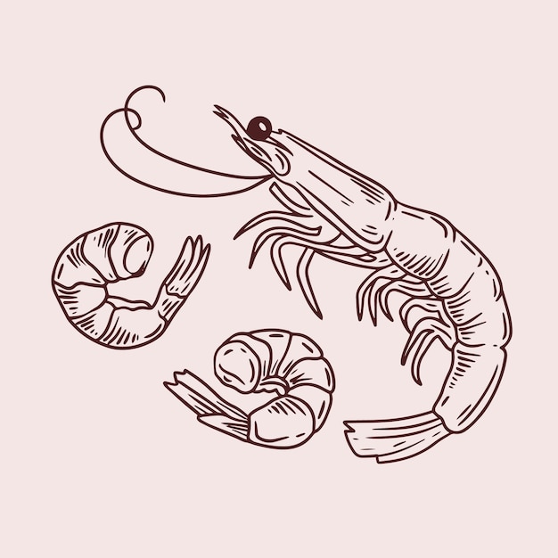 Hand drawn shrimp  outline illustration