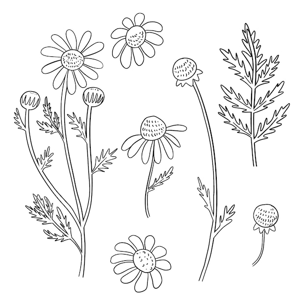 Hand drawn simple flower outline illustration