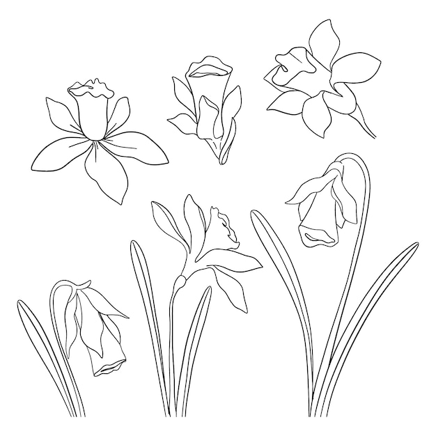 Hand drawn simple flower outline illustration