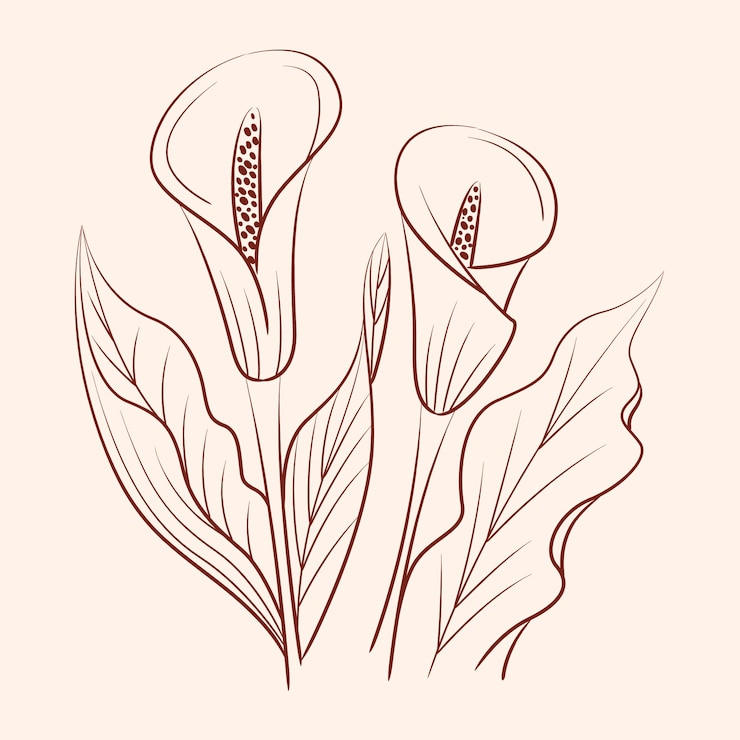 Free Vector hand drawn simple flower outline
