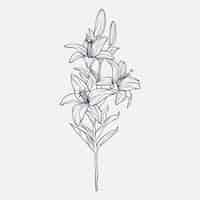 Free vector hand drawn simple flower outline