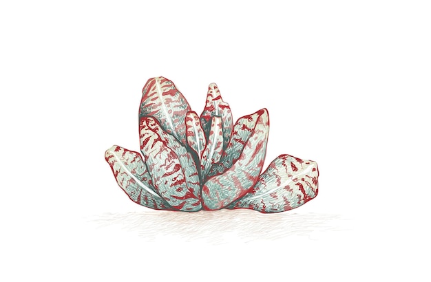 Kalanchoe humilis 즙이 많은 식물의 손으로 그린 스케치