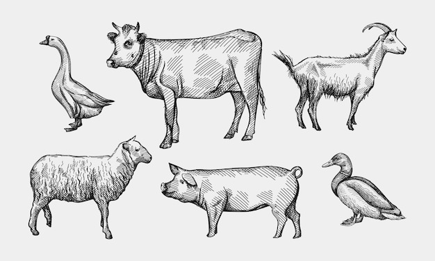 Featured image of post Sheep Domestic Animals Drawing - Domestic animals are those animals which can be domesticated by humans.