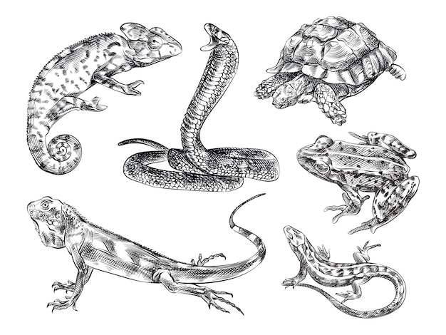 緑色の動物 カメ ワニ カエル オウム プレミアムベクター 緑色の動物 カメ ワニ カエル オウム プレミアムベクター