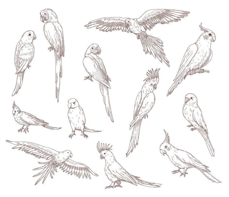 Free Vector hand drawn sketches of parrots