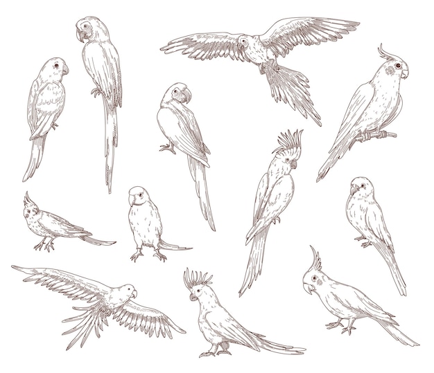 Hand drawn sketches of parrots