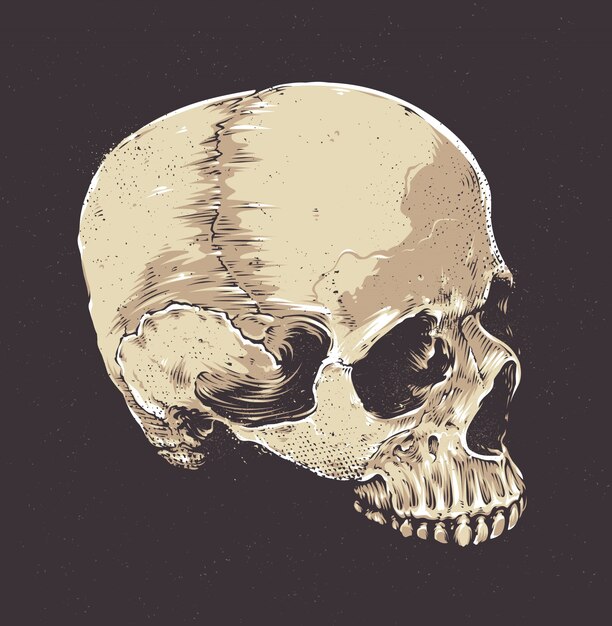 hand drawn skull in vintage style