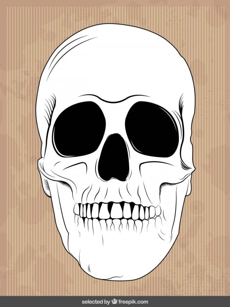 Free vector hand drawn skull