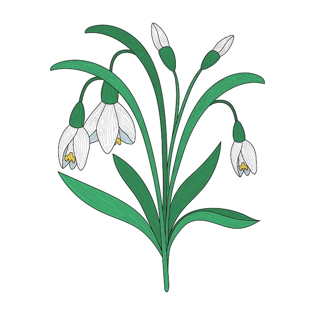 Free vector hand drawn snowdrop flower illustration