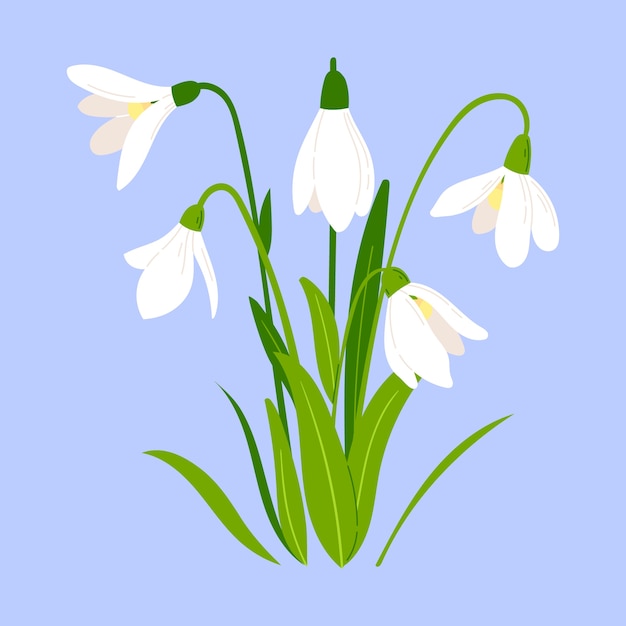 Hand drawn snowdrop illustration