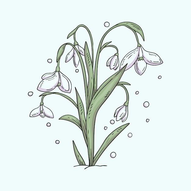 Free vector hand drawn snowdrop illustration