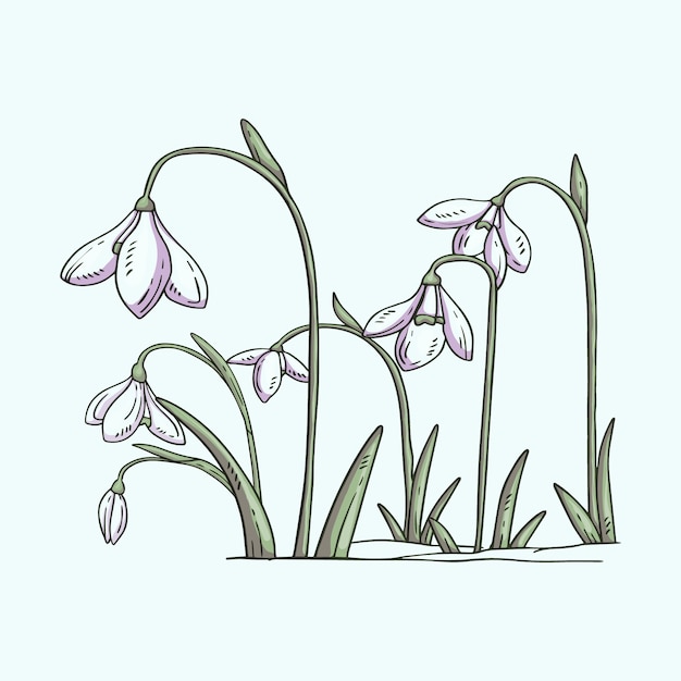 Hand drawn snowdrop illustration