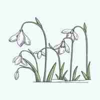 Free vector hand drawn snowdrop illustration