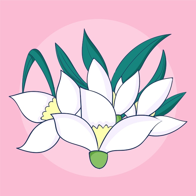 Hand drawn snowdrop plant illustration