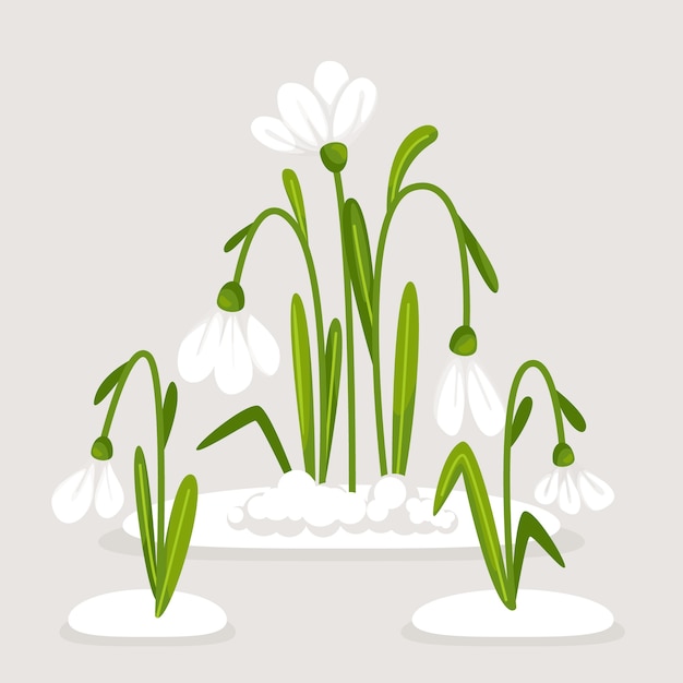 Hand drawn snowdrop plant illustration