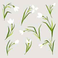 Free vector hand drawn snowdrop plant illustration