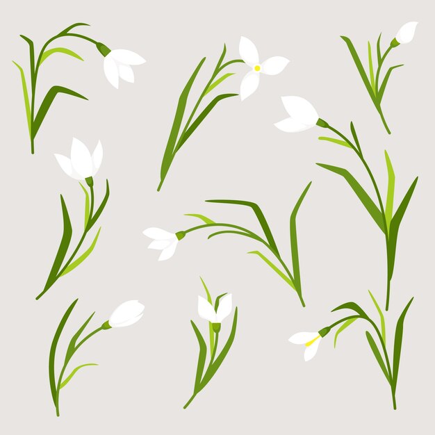 Hand drawn snowdrop plant illustration