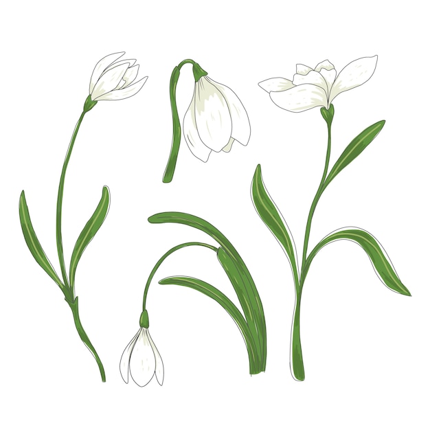 Hand drawn snowdrop plant illustration