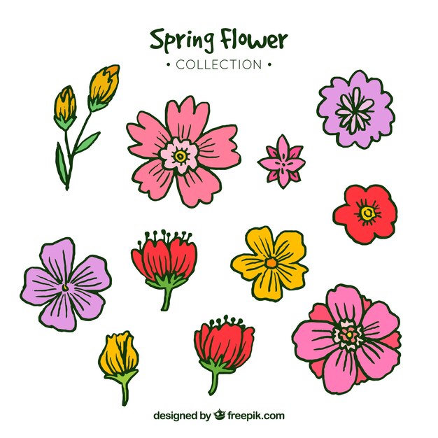 Hand drawn spring flower collection