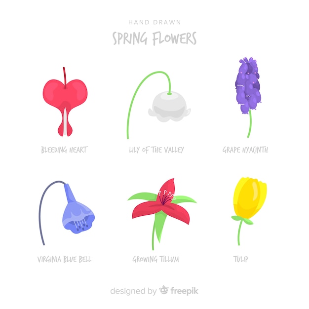 Hand drawn spring flower collection