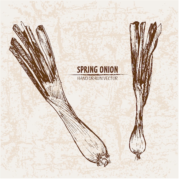 Free vector hand drawn spring onion collection