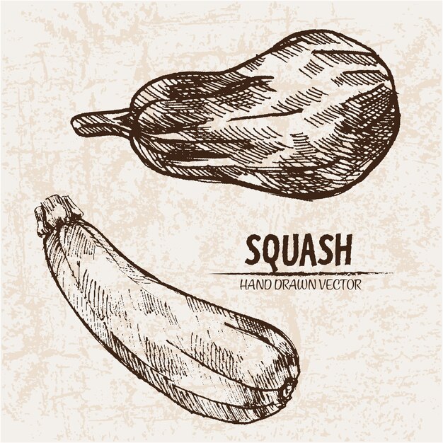 Hand drawn squash collection