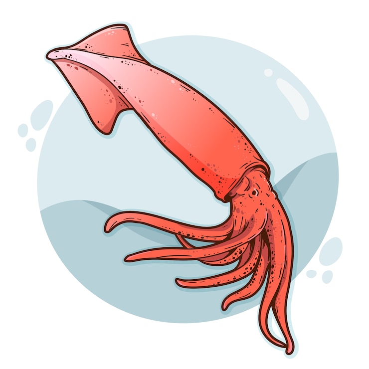 무료 Vector 손으로 그린 오징어 그림