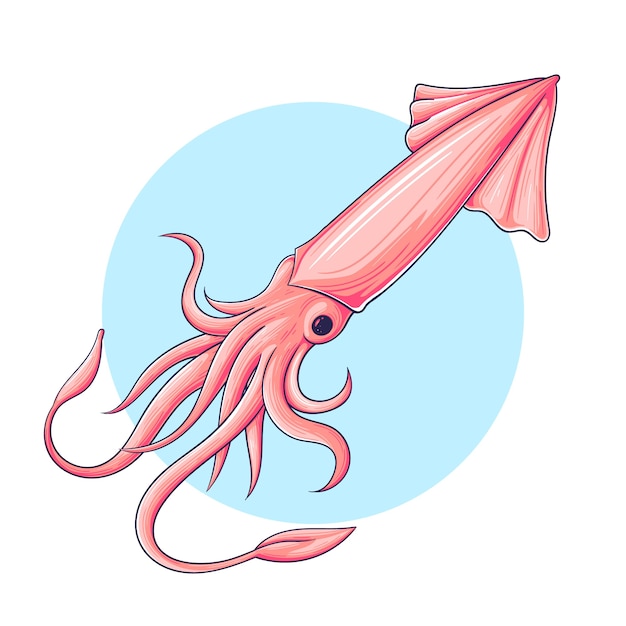 Hand drawn squid illustration