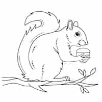 Free vector hand drawn squirrel outline illustration