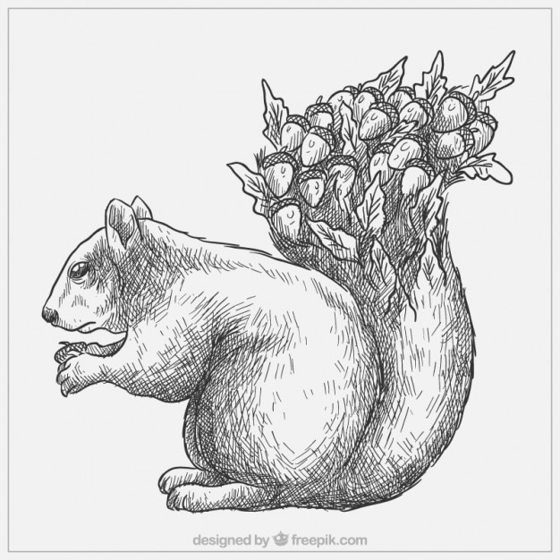 Free vector hand drawn squirrel with acorns in the tail