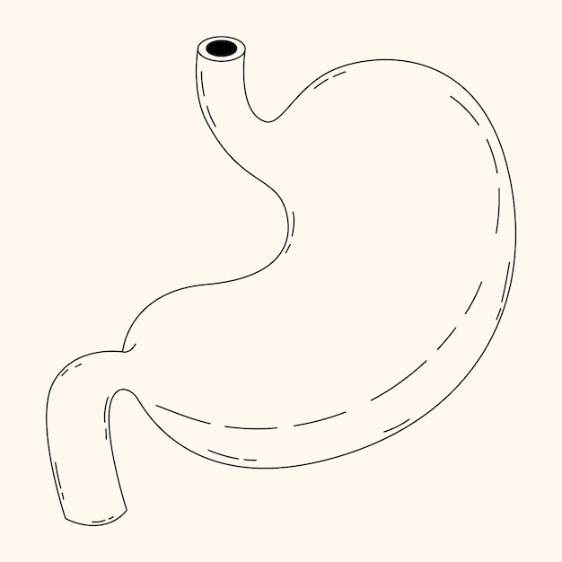 Иллюстрация рисунка желудка, нарисованная вручную