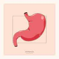 Free vector hand drawn stomach drawing illustration