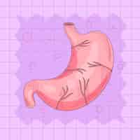 Free vector hand drawn stomach drawing illustration