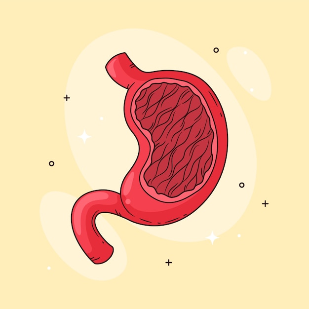Бесплатное векторное изображение Иллюстрация рисунка желудка, нарисованная вручную