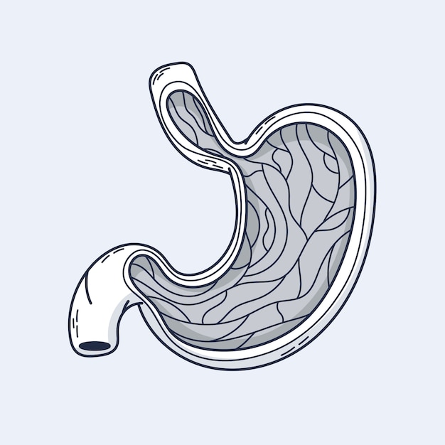 Free vector hand drawn stomach drawing illustration