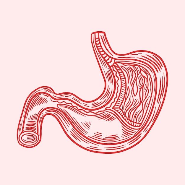 Hand drawn stomach drawing illustration