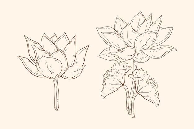 Hand drawn style botanical outline