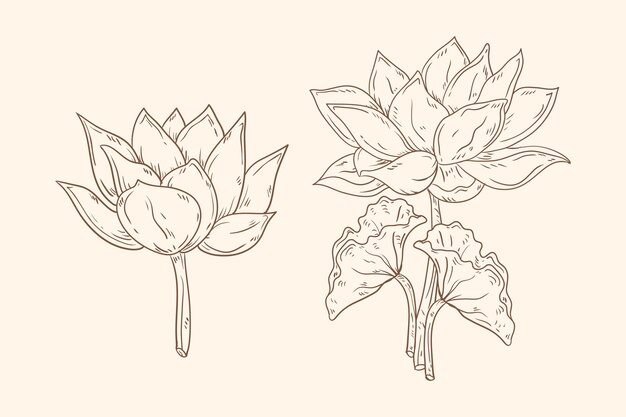 Hand drawn style botanical outline