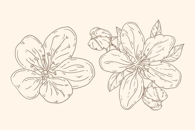 Hand drawn style flowers outline