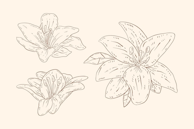 Hand drawn style lilies outline