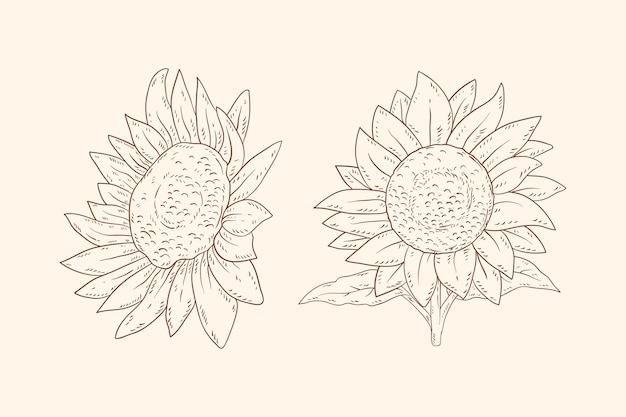 Hand drawn style sunflowers outline