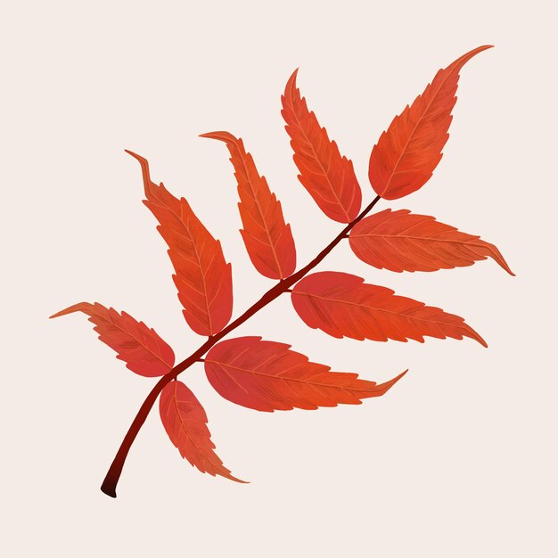 手描きのウルシ要素ベクトル秋の葉