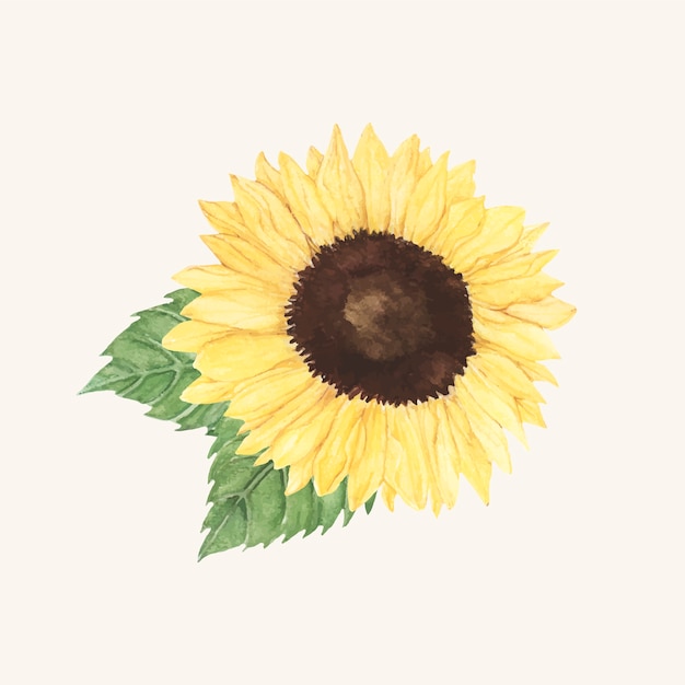 Free vector hand drawn sunflower isolated on beige background