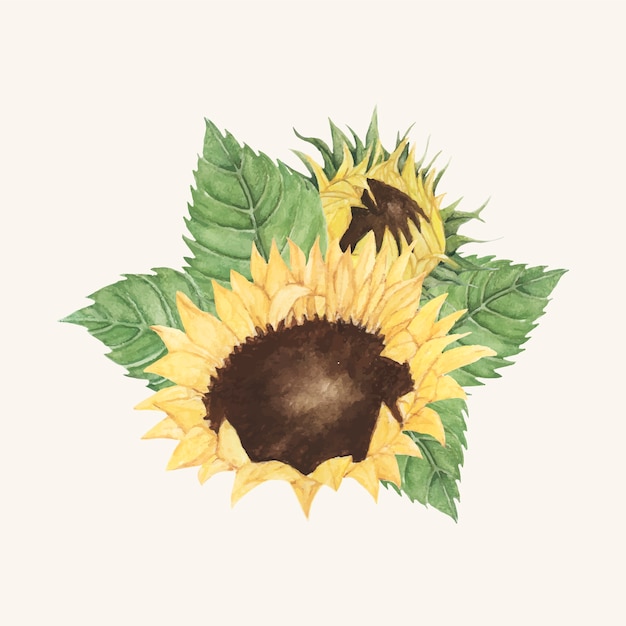 Vettore gratuito girasole disegnato a mano isolato su sfondo beige