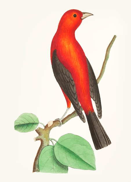 Hand drawn of tanager