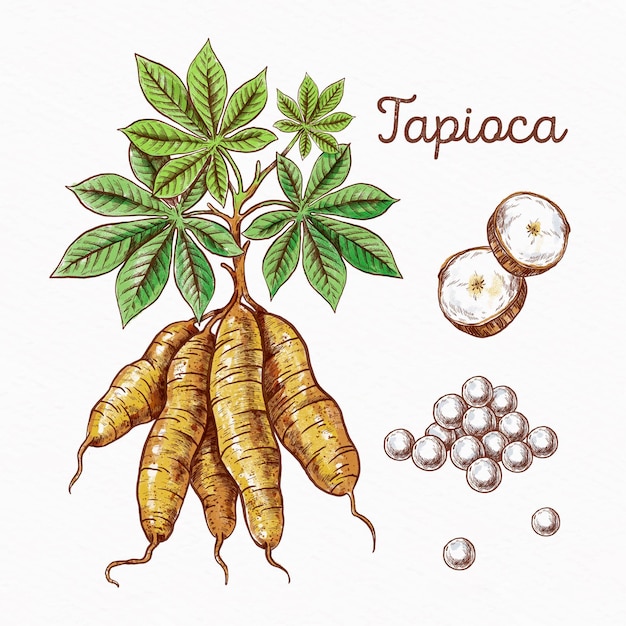 Concetto di tapioca disegnato a mano